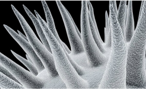 High Resolution Imaging of Microbes 